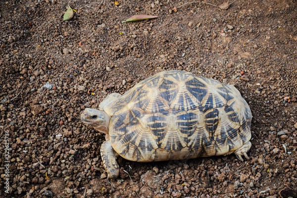 Fototapeta Indian star tortoise