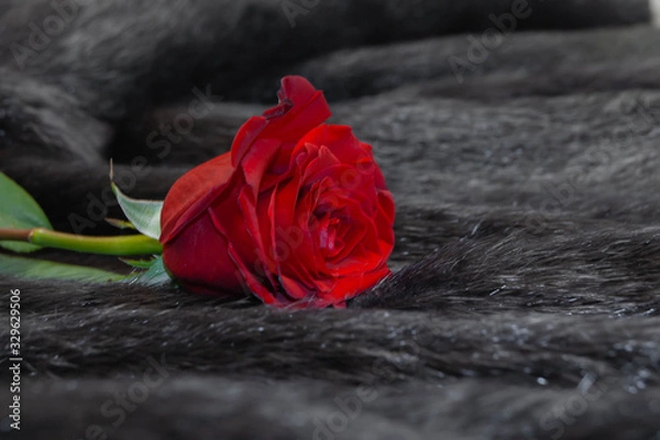 Obraz красивая красная роза лежащая на сером меху