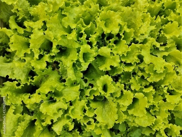 Obraz Background, texture of bright, juicy, green, edible lettuce leaves shot from above.