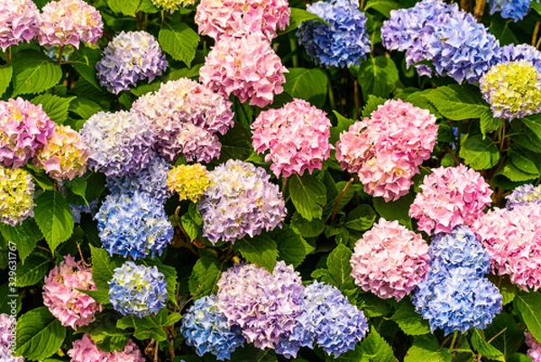 Fototapeta Bunch of colorful flowers