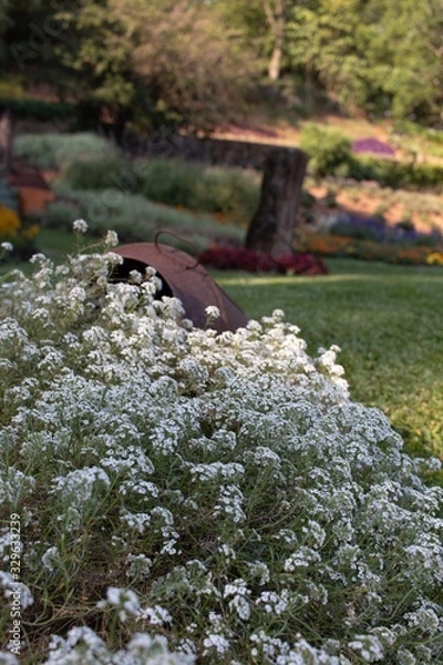 Obraz flowers in the garden