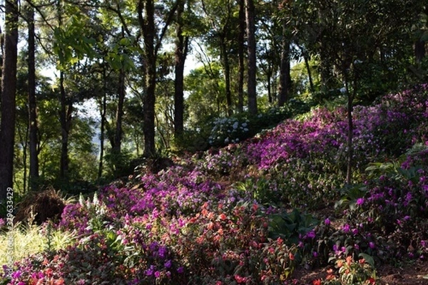 Obraz flowers in the park