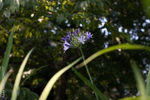 Obraz blue flower in the garden