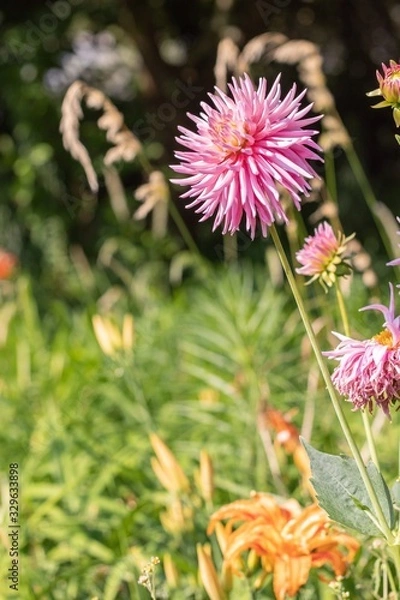 Obraz flowers in the garden