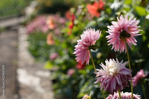 Obraz flowers in garden