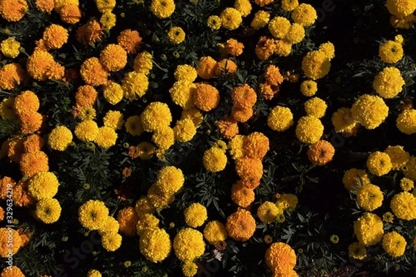 Obraz closeup of yellow flower