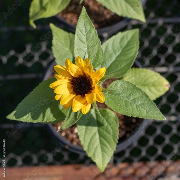 Obraz sunflower in the garden