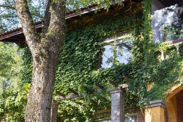 Obraz house in the forest