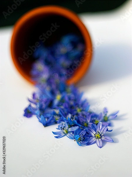 Obraz blue snowdrops