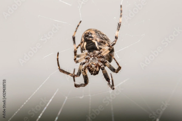 Fototapeta Orb Weaver on Web