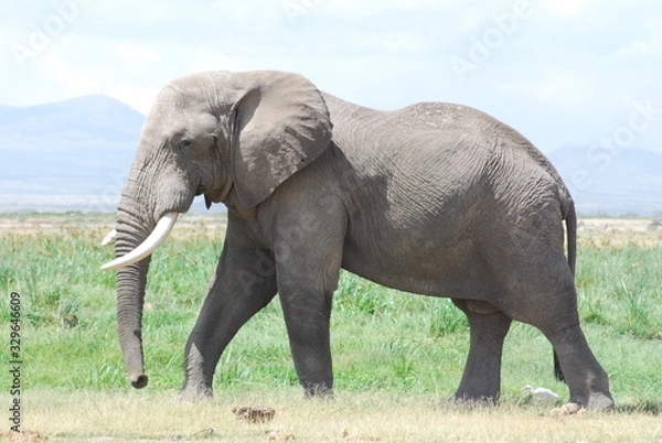Fototapeta Elephant walking