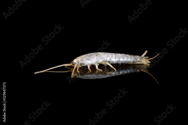 Obraz Silverfish on black background