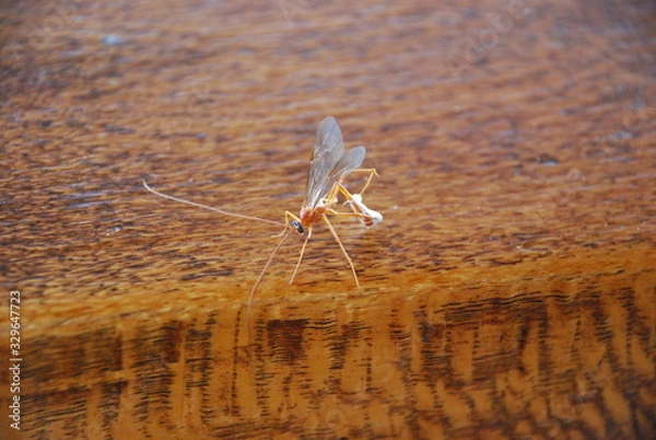 Fototapeta Red insect