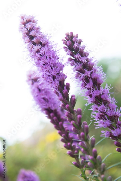 Obraz lavender flowers close up