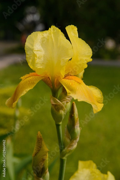 Fototapeta Yellow blooming iris flower in the garden