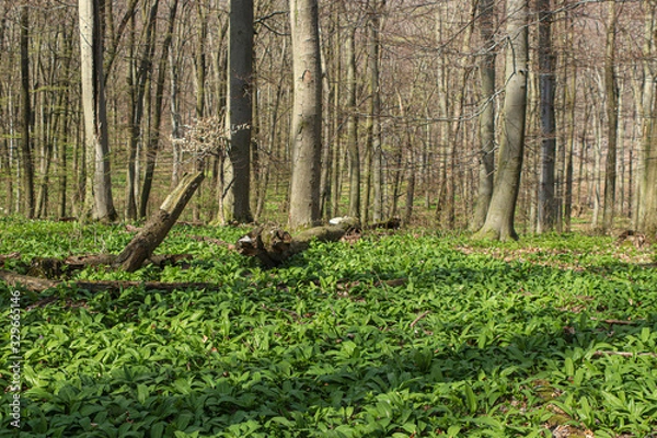 Fototapeta Wild garlic carpet in forest ready to harvest. Ramsons or bear's garlic growing in forest in spring. Allium ursinum.