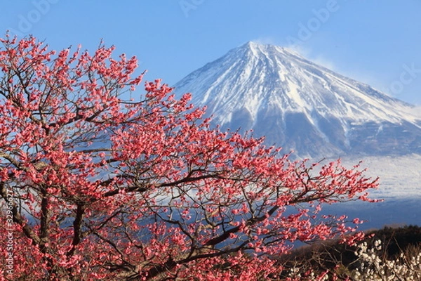 Obraz Mt. Fuji with Japanese Plum Blossoms
