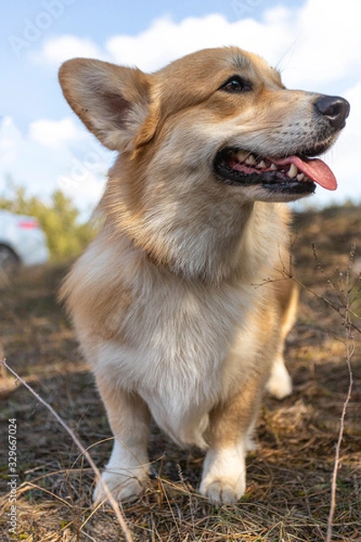 Fototapeta Corgi walks in a beautiful forest