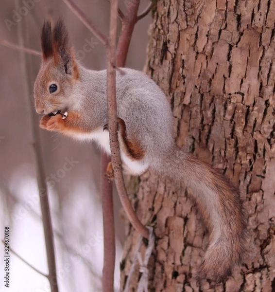 Obraz squirrel