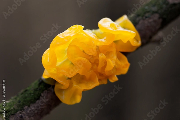 Fototapeta Mushroom Tremella mesenterica (yellow brain, golden jelly fungus, yellow trembler, witches' butter) growing on a tree branch, close-up, macro shot with blurry background.