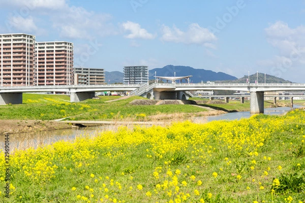 Fototapeta 遠賀川河川敷の菜の花と飯塚市街地　福岡県飯塚市