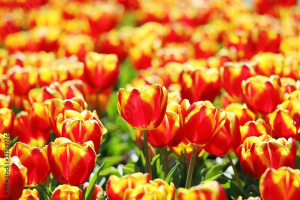 Fototapeta かわいいチューリップ