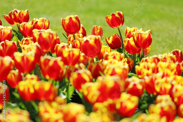 Fototapeta かわいいチューリップ