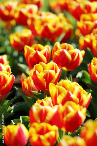 Fototapeta かわいいチューリップ