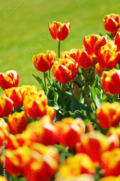 Obraz かわいいチューリップ