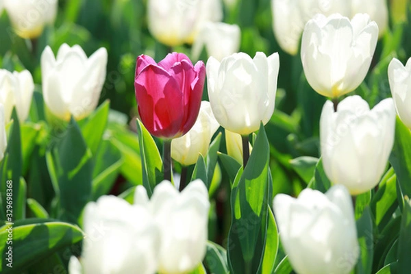 Obraz かわいいチューリップ