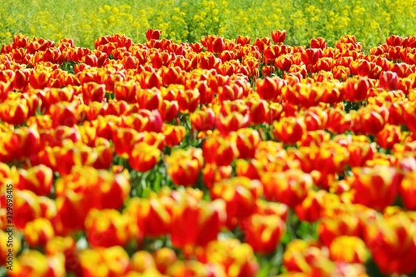 Fototapeta かわいいチューリップ