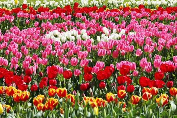 Fototapeta かわいいチューリップ