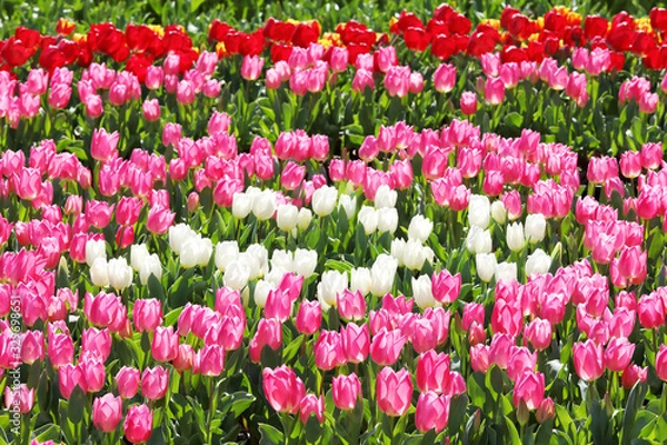 Obraz かわいいチューリップ