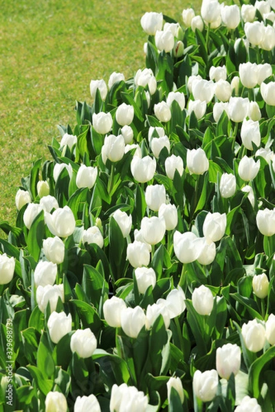 Obraz かわいいチューリップ