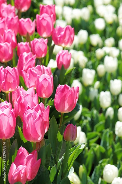 Obraz かわいいチューリップ