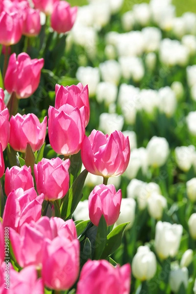 Obraz かわいいチューリップ