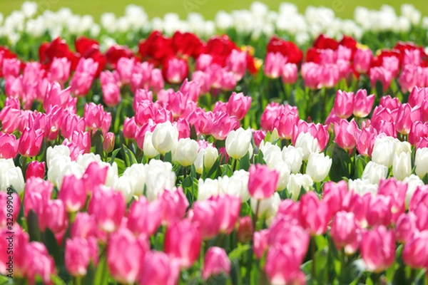 Fototapeta かわいいチューリップ