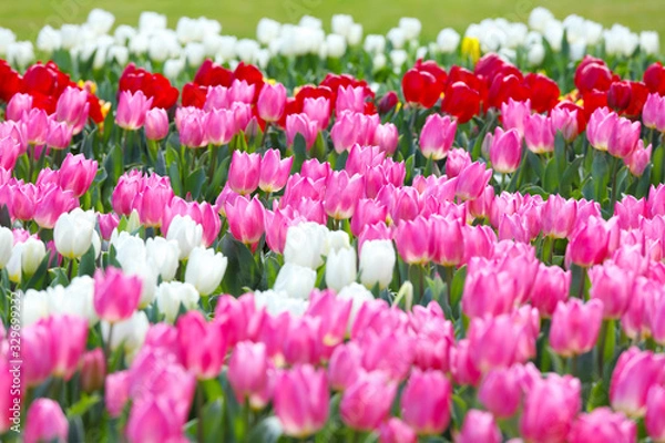 Fototapeta かわいいチューリップ