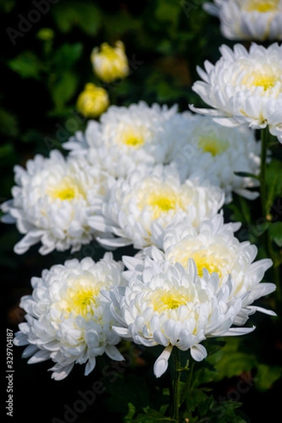 Fototapeta Bunch of blooming white chrysanthemum flower with buds in a garden with green leaves on background.