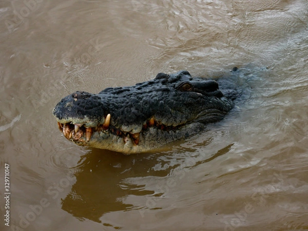 Obraz crocodile waiting for food head out of water