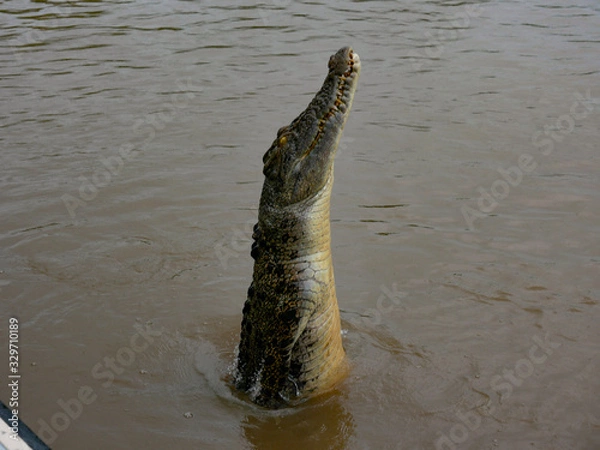 Fototapeta crocodile jumping out of river