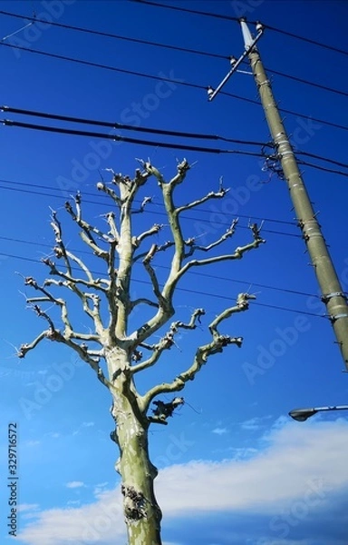 Fototapeta Random tree beside a pole with cables