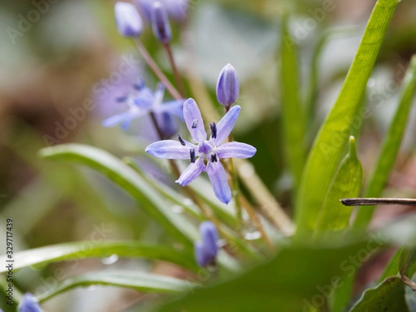 Fototapeta Scilla bifolia | Scille à deux feuilles ou étoile bleue aux anthères bleu foncé sur tige dressée en grappe étalée poussant en sous-bois ombragé