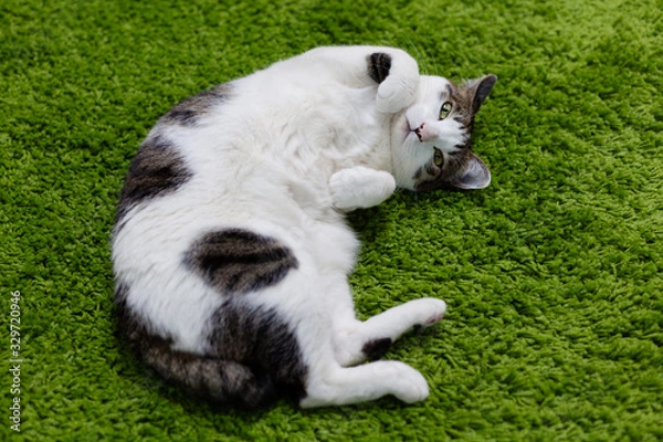 Obraz 甘えてお腹を見せる猫