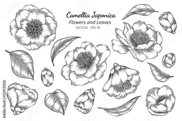 Fototapeta Camellia Japonica flower and leaf drawing illustration with line art on white backgrounds.