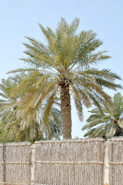 Fototapeta Palm trees in clear blue sky