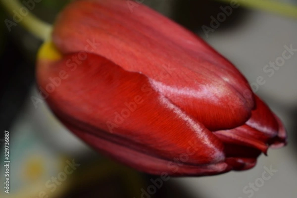 Fototapeta red tulip on black background