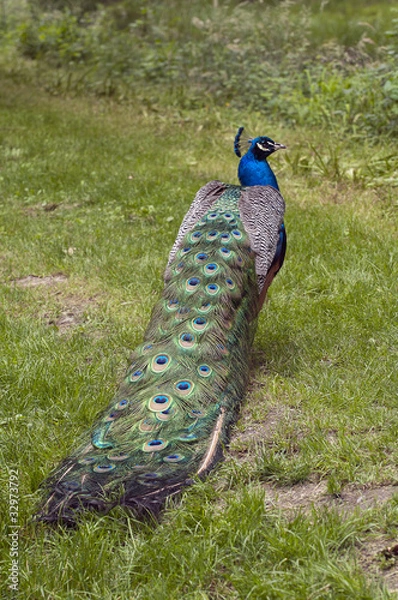 Obraz Male peacock