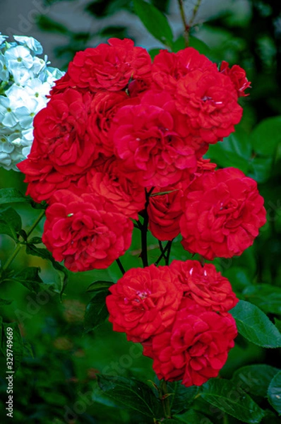 Obraz red carnation flowers