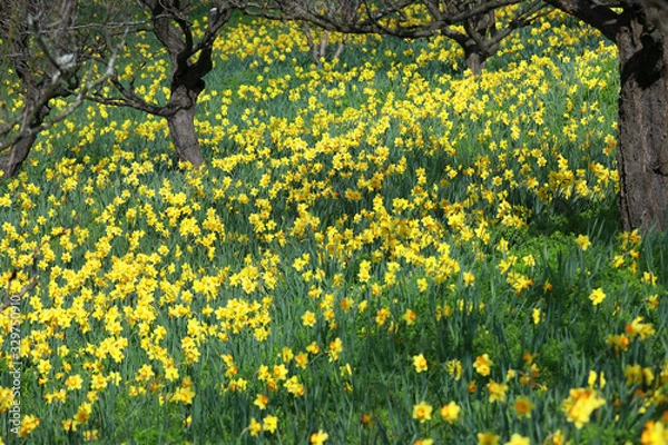 Obraz きれいなスイセン